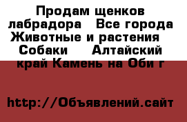 Продам щенков лабрадора - Все города Животные и растения » Собаки   . Алтайский край,Камень-на-Оби г.